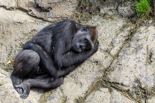 sleeping gorilla.jpg
